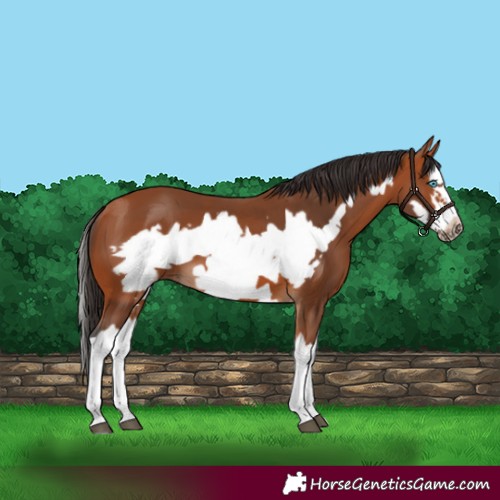 Horse Color:Bay Splash Frame 