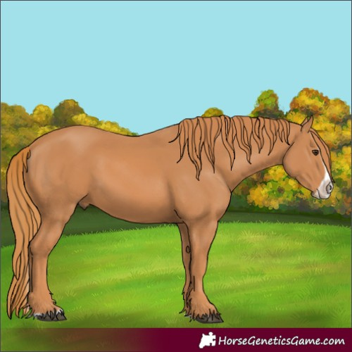 Horse Color:Chestnut Splash Frame