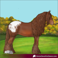 Horse Color:Chestnut Appaloosa