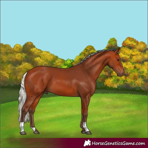 Horse Color:Unknown 