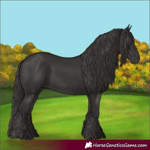 Horse Color:Smoky Black