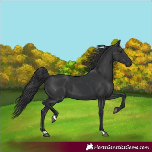 Horse Color:Black  and Black 