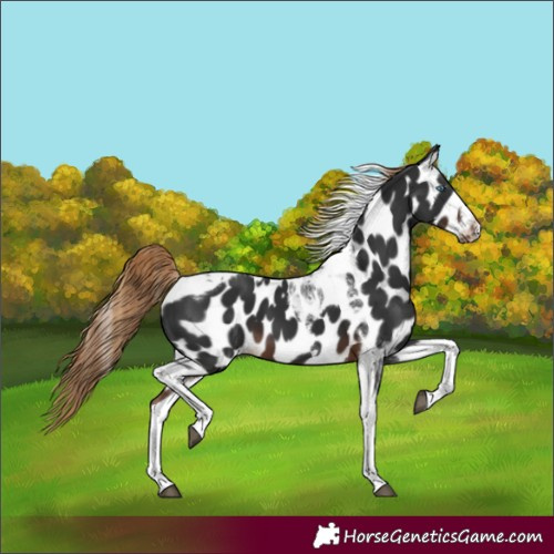 Horse Color:Liver Chestnut Tobiano Frame Appaloosa