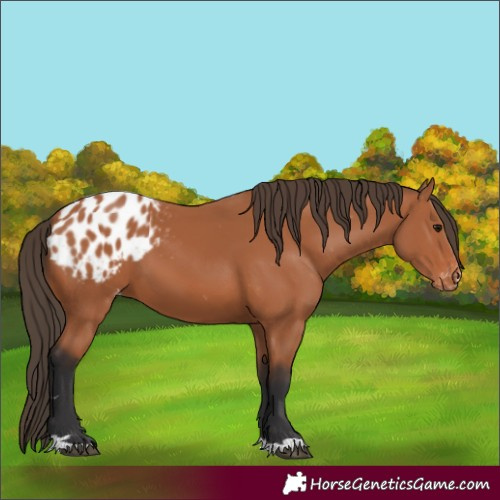 Horse Color:Bay Appaloosa