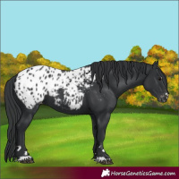 Horse Color:Black Appaloosa 