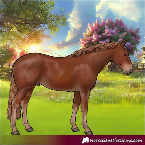 Horse Color:Chestnut 