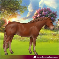 Horse Color:Chestnut 