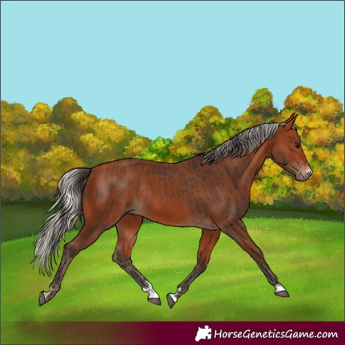 Horse Color:Bay Rabicano and Silver Bay Rabicano
