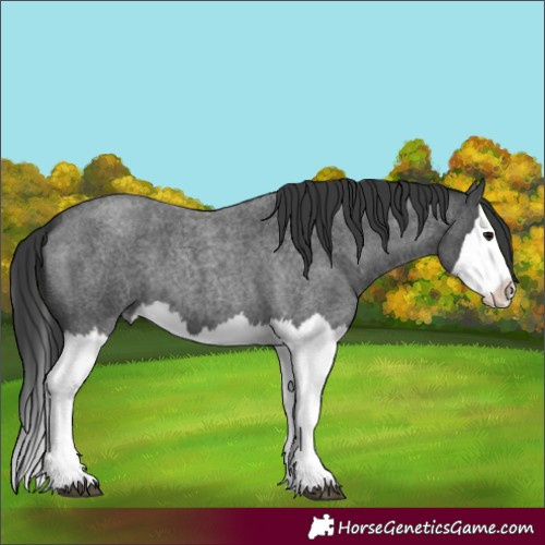Horse Color:Blue Roan Splash 