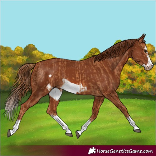 Horse Color:Chestnut Splash Frame  and Chestnut Splash Frame 