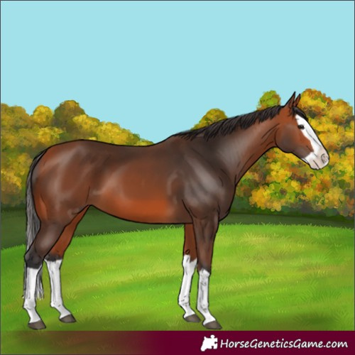 Horse Color:Bay Splash