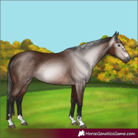Horse Color:Gray Bay