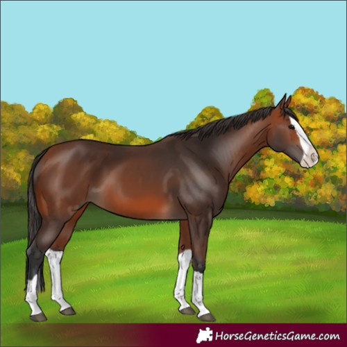 Horse Color:Bay Splash