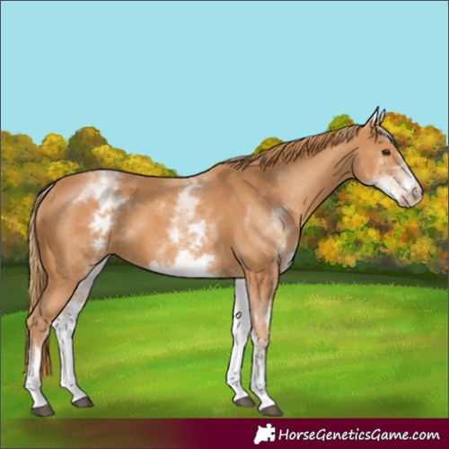 Horse Color:White Spotted Chestnut