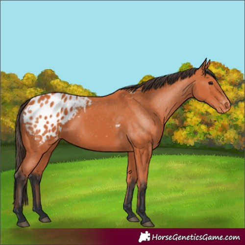 Horse Color:Bay Blanket 
