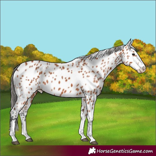 Horse Color:Bay Appaloosa 