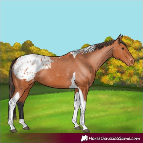 Horse Color:Bay Tobiano Appaloosa 
