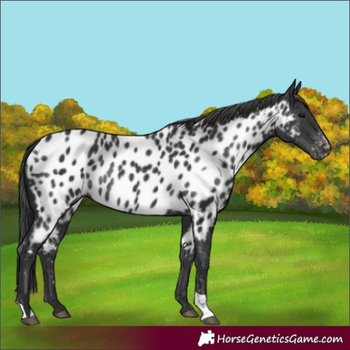 Horse Color:Black Appaloosa Rabicano 