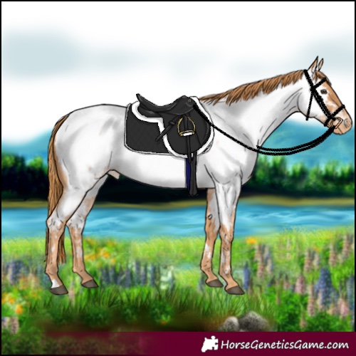 Horse Color:Red Roan Appaloosa