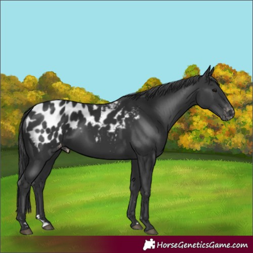 Horse Color:Black Appaloosa