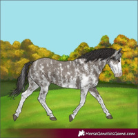 Horse Color:Smoky Grullo Sabino Rabicano 
