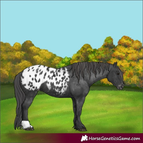 Horse Color:Black Appaloosa 