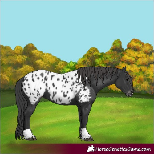 Horse Color:Black Appaloosa 
