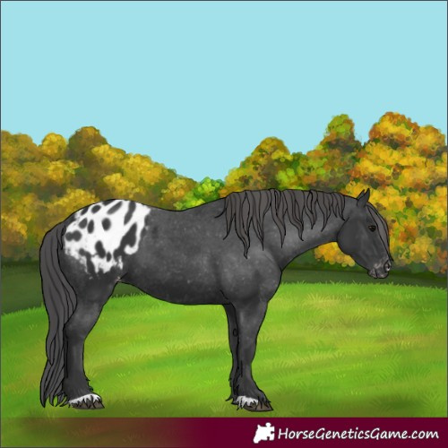 Horse Color:Black Appaloosa 