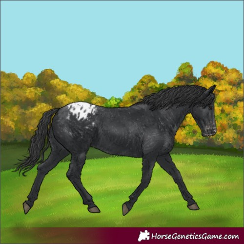 Horse Color:Black Appaloosa