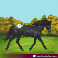 Horse Color:Black Appaloosa