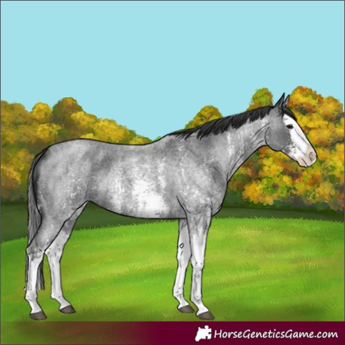 Horse Color:Blue Roan Sabino Splash and Blue Roan Sabino Splash