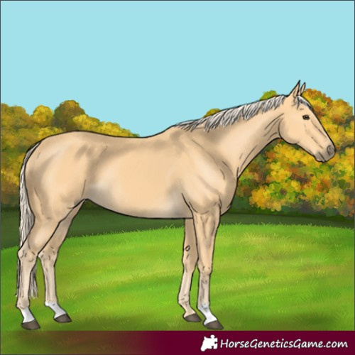Horse Color:Palomino