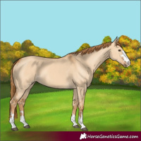 Horse Color:Red Dun 