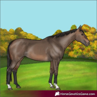 Horse Color:Bay Dun