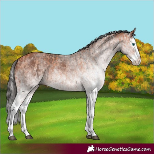 Horse Color:White Spotted Bay Splash and White Spotted Bay Splash