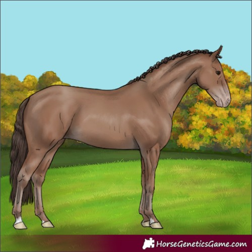 Horse Color:Classic Champagne