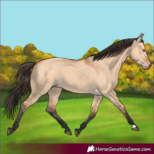 Horse Color:Bay Dun 