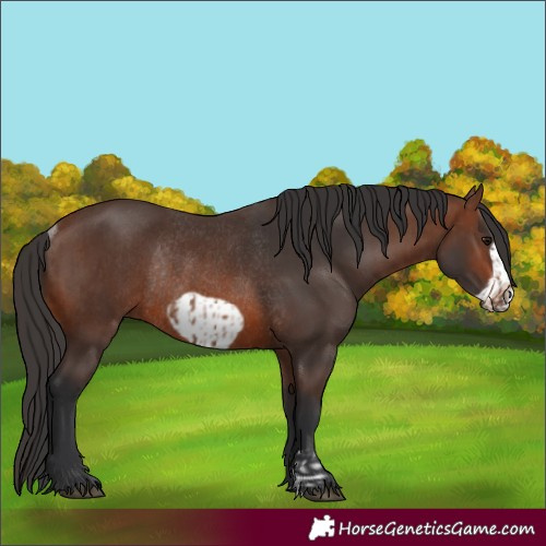 Horse Color:Brown Rabicano  and Brown Frame Rabicano 