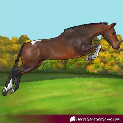Horse Color:Bay Tobiano 