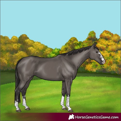 Horse Color:Unknown