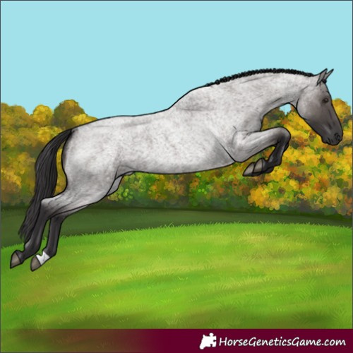 Horse Color:Unknown 
