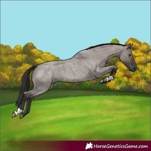 Horse Color:Unknown 