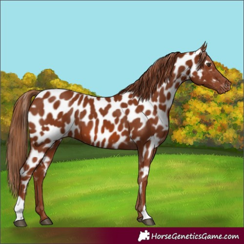 Horse Color:Chestnut Near Leopard