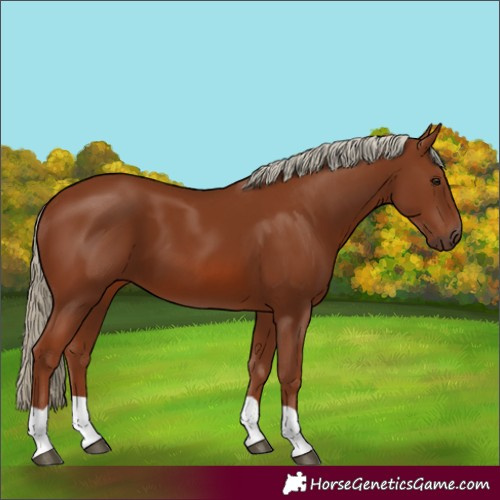 Horse Color:Chestnut 