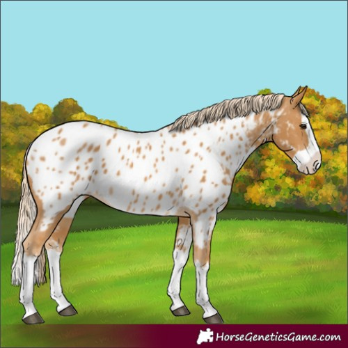 Horse Color:Palomino Splash Appaloosa 