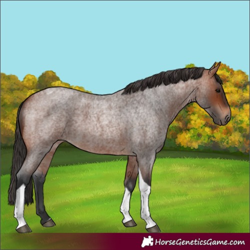 Horse Color:Bay Roan Tobiano 