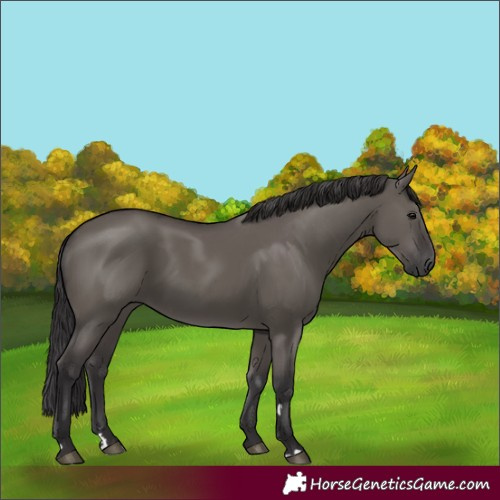 Horse Color:Smoky Grullo