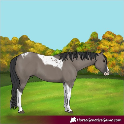 Horse Color:Unknown 