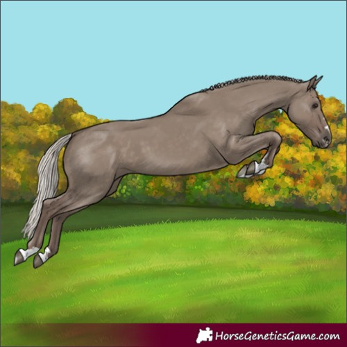 Horse Color:Silver Grullo 