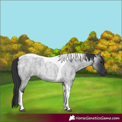 Horse Color:Unknown 